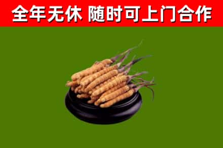 红桥烟酒回收冬虫夏草.jpg
